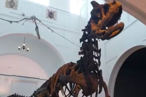 CONHEÇA O MUSEU DE ZOOLOGIA